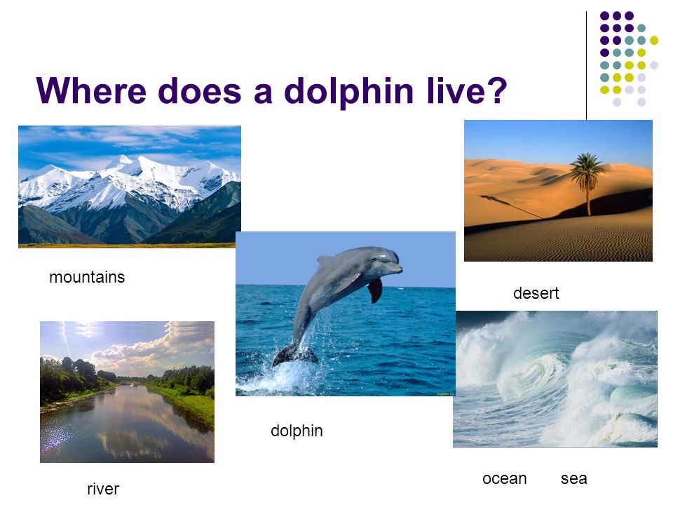 Where does a dolphin live mountains desert dolphin ocean sea river