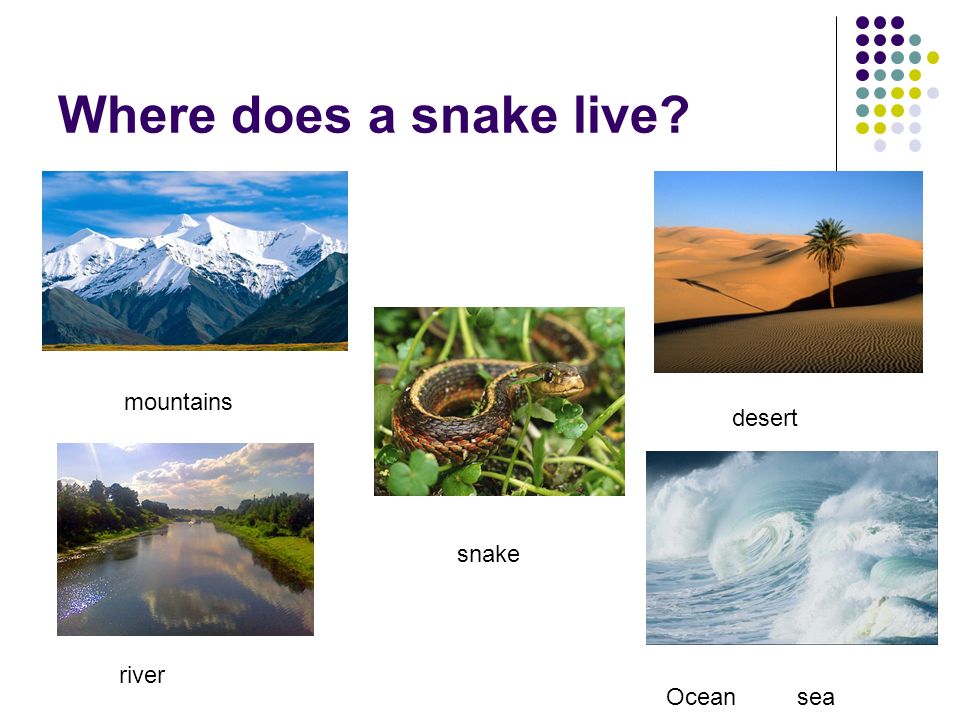 Where does a snake live mountains desert snake river Ocean sea