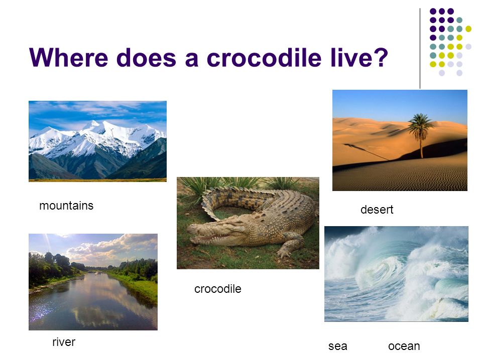 Where does a crocodile live mountains desert crocodile sea ocean river