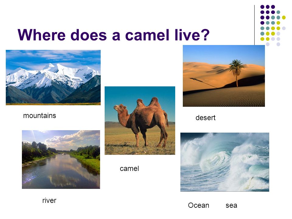 Where does a camel live camel desert Ocean sea mountains river