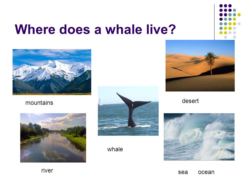 Where does a whale live whale desert sea ocean mountains river