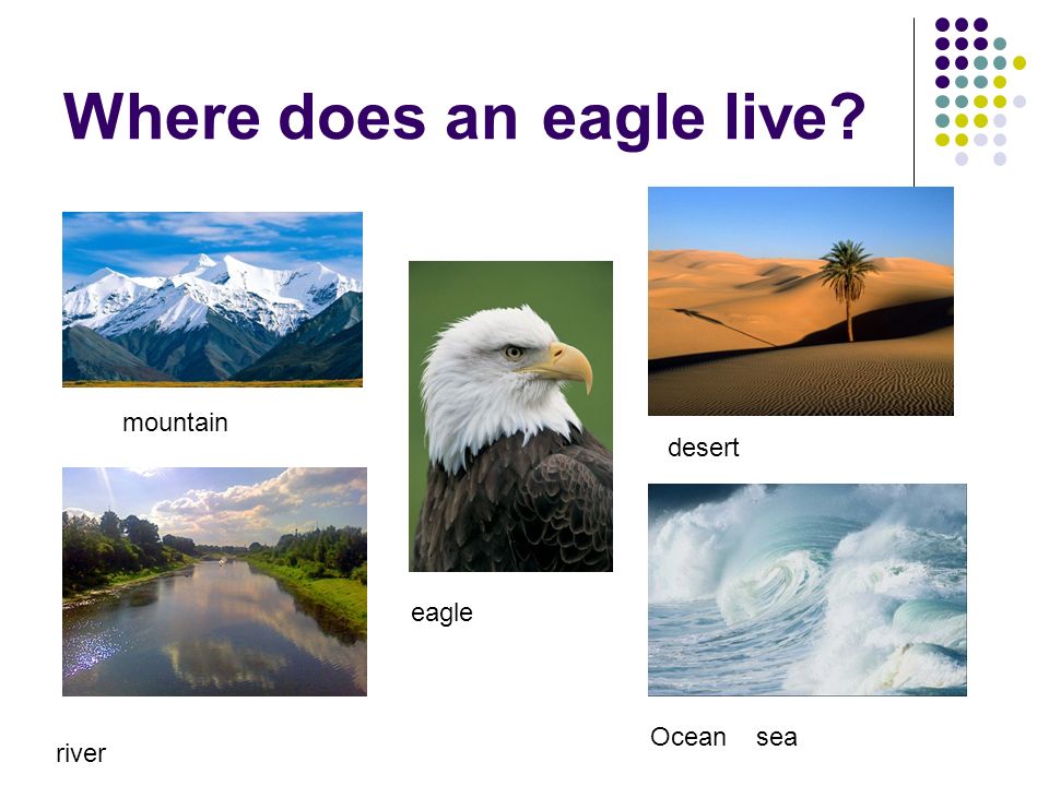 Where does an eagle live mountain eagle desert river Ocean sea