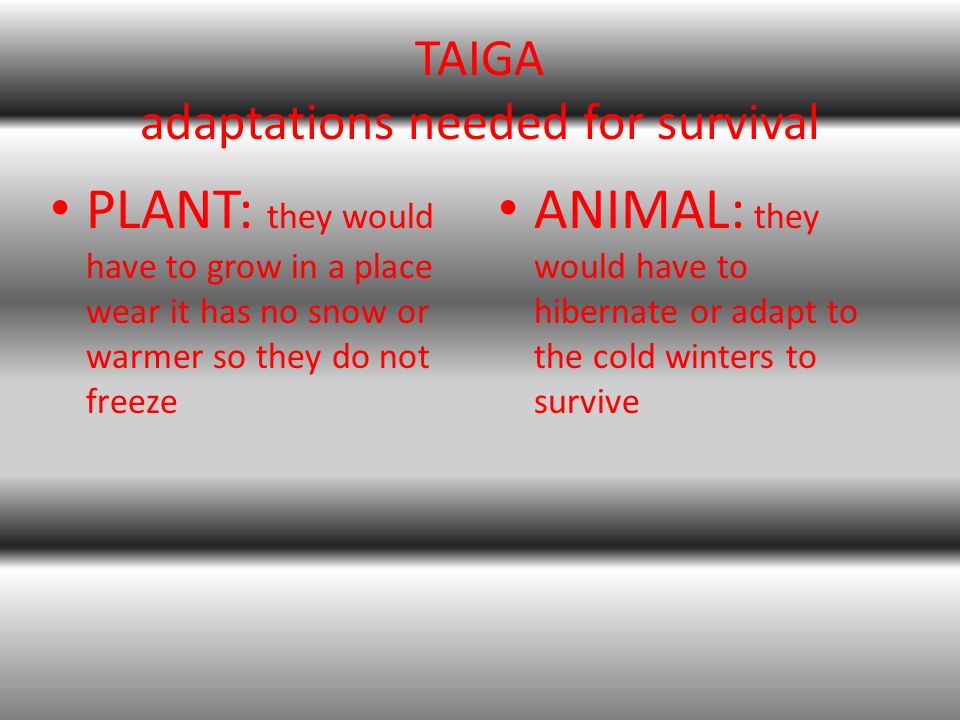 TAIGA adaptations needed for survival PLANT: they would have to grow in a place wear it has no snow or warmer so they do not freeze ANIMAL: they would have to hibernate or adapt to the cold winters to survive