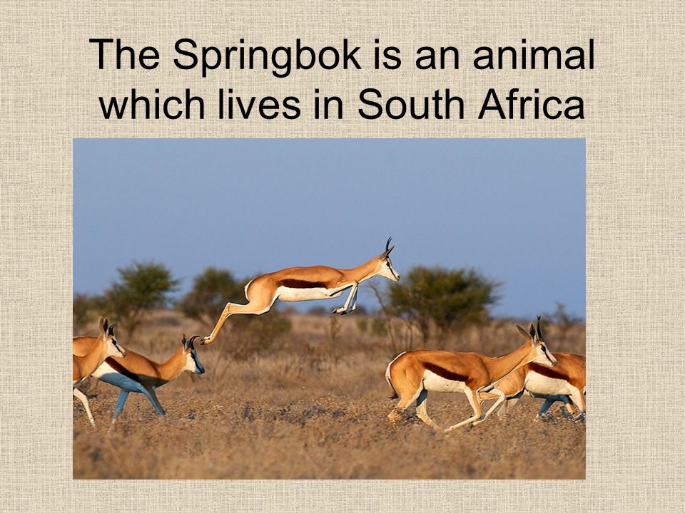 The Springbok is an animal which lives in South Africa