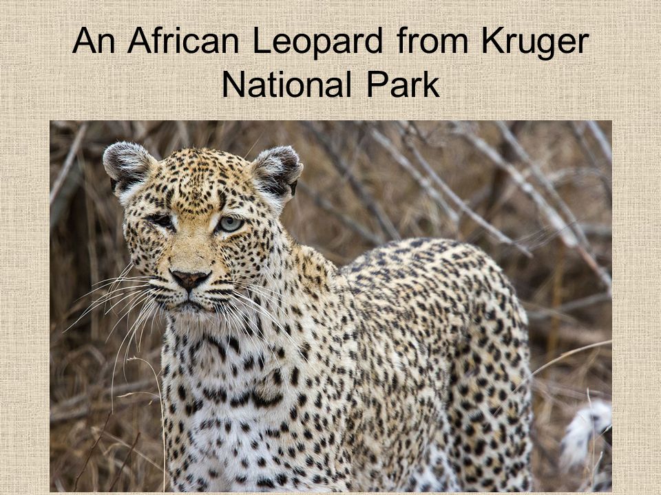 An African Leopard from Kruger National Park