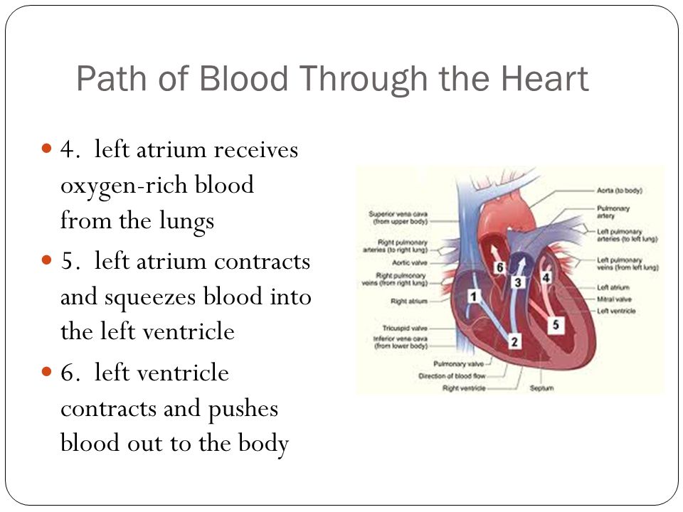 Path of Blood Through the Heart 4. left atrium receives oxygen-rich blood from the lungs 5.