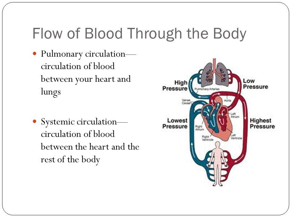 Flow of Blood Through the Body Pulmonary circulation— circulation of blood between your heart and lungs Systemic circulation— circulation of blood between the heart and the rest of the body