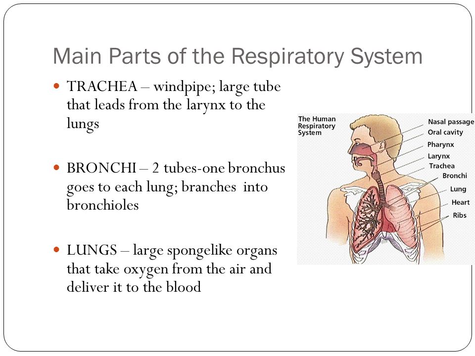 Main Parts of the Respiratory System TRACHEA – windpipe; large tube that leads from the larynx to the lungs BRONCHI – 2 tubes-one bronchus goes to each lung; branches into bronchioles LUNGS – large spongelike organs that take oxygen from the air and deliver it to the blood