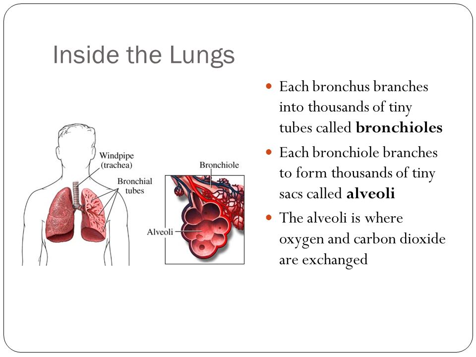 Inside the Lungs Each bronchus branches into thousands of tiny tubes called bronchioles Each bronchiole branches to form thousands of tiny sacs called alveoli The alveoli is where oxygen and carbon dioxide are exchanged