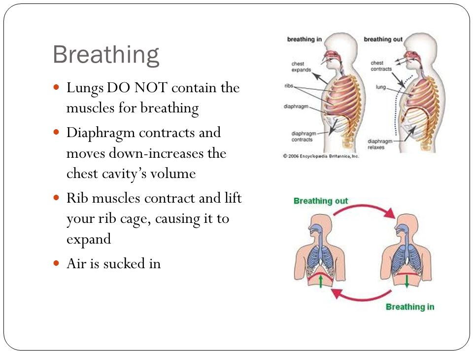 Breathing Lungs DO NOT contain the muscles for breathing Diaphragm contracts and moves down-increases the chest cavity’s volume Rib muscles contract and lift your rib cage, causing it to expand Air is sucked in