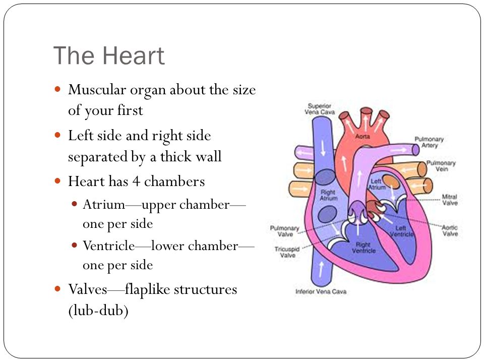 The Heart Muscular organ about the size of your first Left side and right side separated by a thick wall Heart has 4 chambers Atrium—upper chamber— one per side Ventricle—lower chamber— one per side Valves—flaplike structures (lub-dub)