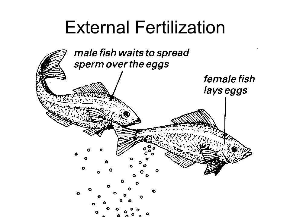 external fertilization