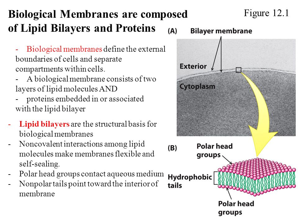 membrane structure and function