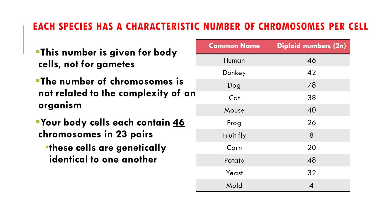 Worksheets Number Of Chromosomes Worksheet number of chromosomes worksheet mysticfudge irade co