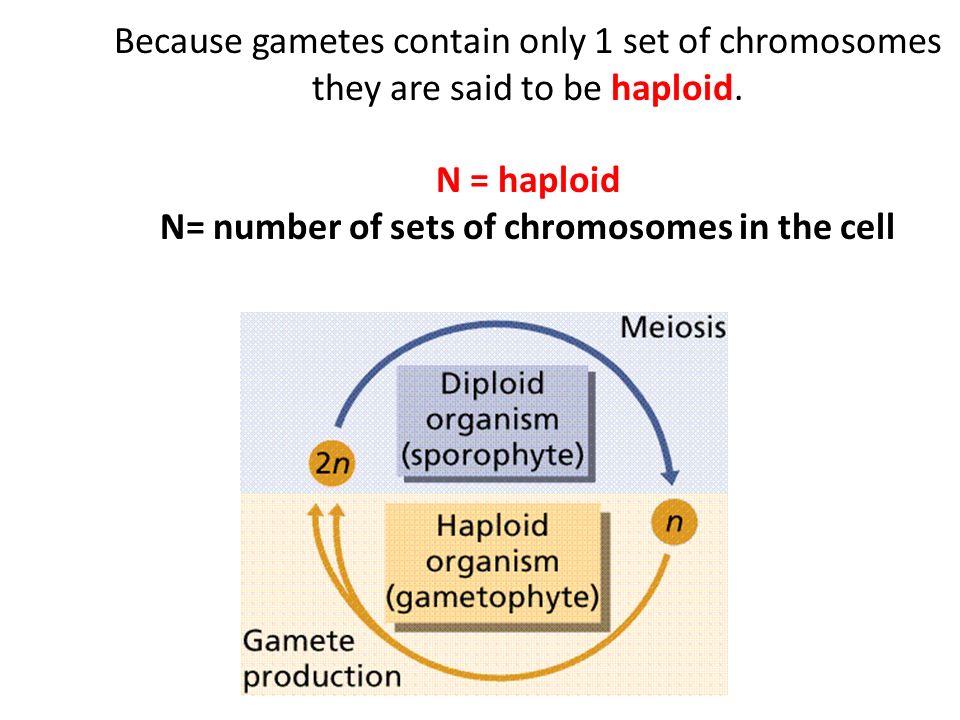 Because gametes contain only 1 set of chromosomes they are said to be haploid.