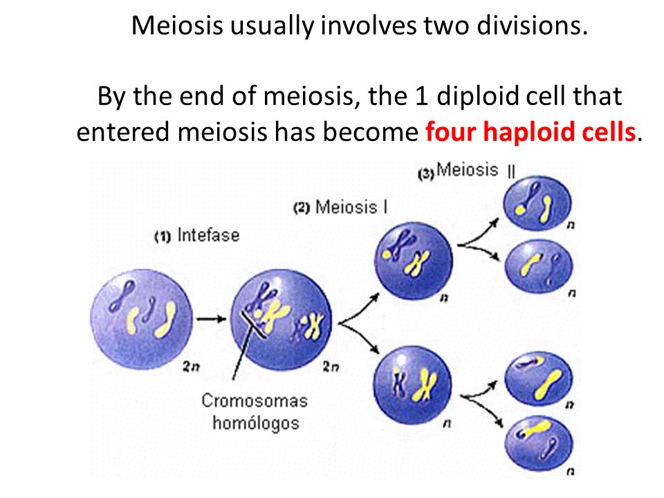 Meiosis usually involves two divisions.