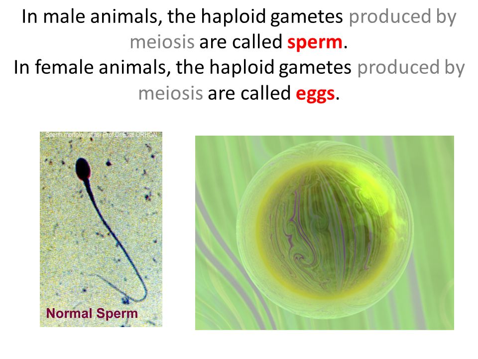 In male animals, the haploid gametes produced by meiosis are called sperm.
