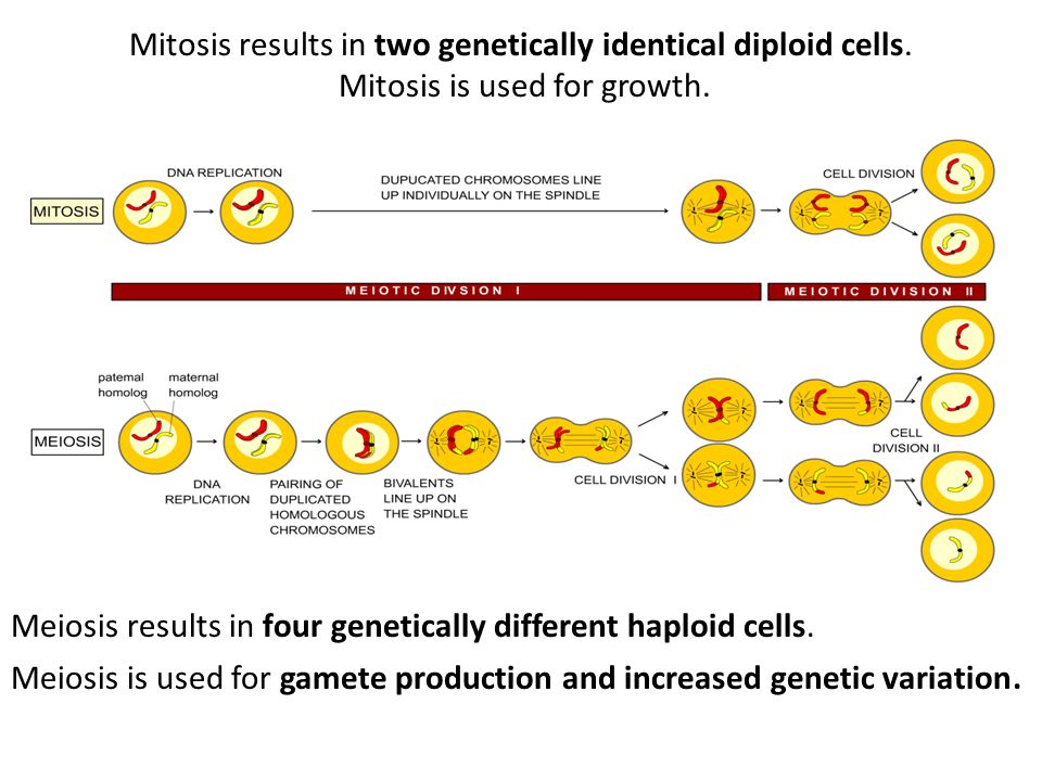 Mitosis results in two genetically identical diploid cells.