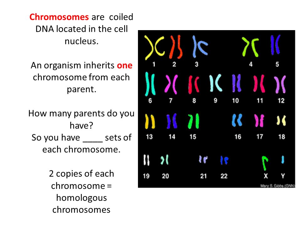Chromosomes are coiled DNA located in the cell nucleus.