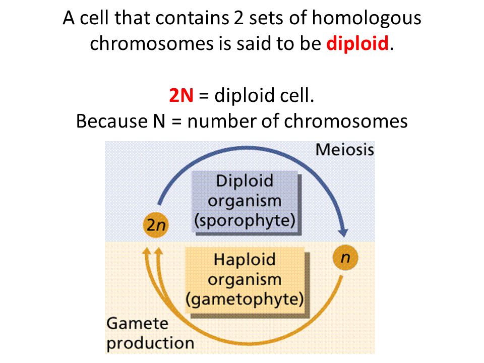 A cell that contains 2 sets of homologous chromosomes is said to be diploid.