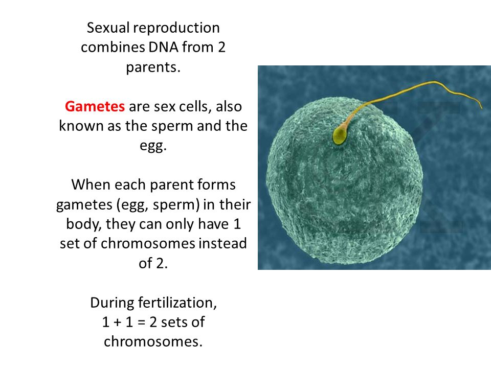Sexual reproduction combines DNA from 2 parents.