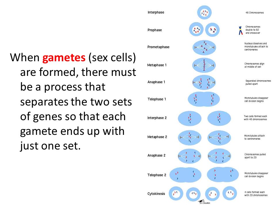 When gametes (sex cells) are formed, there must be a process that separates the two sets of genes so that each gamete ends up with just one set.