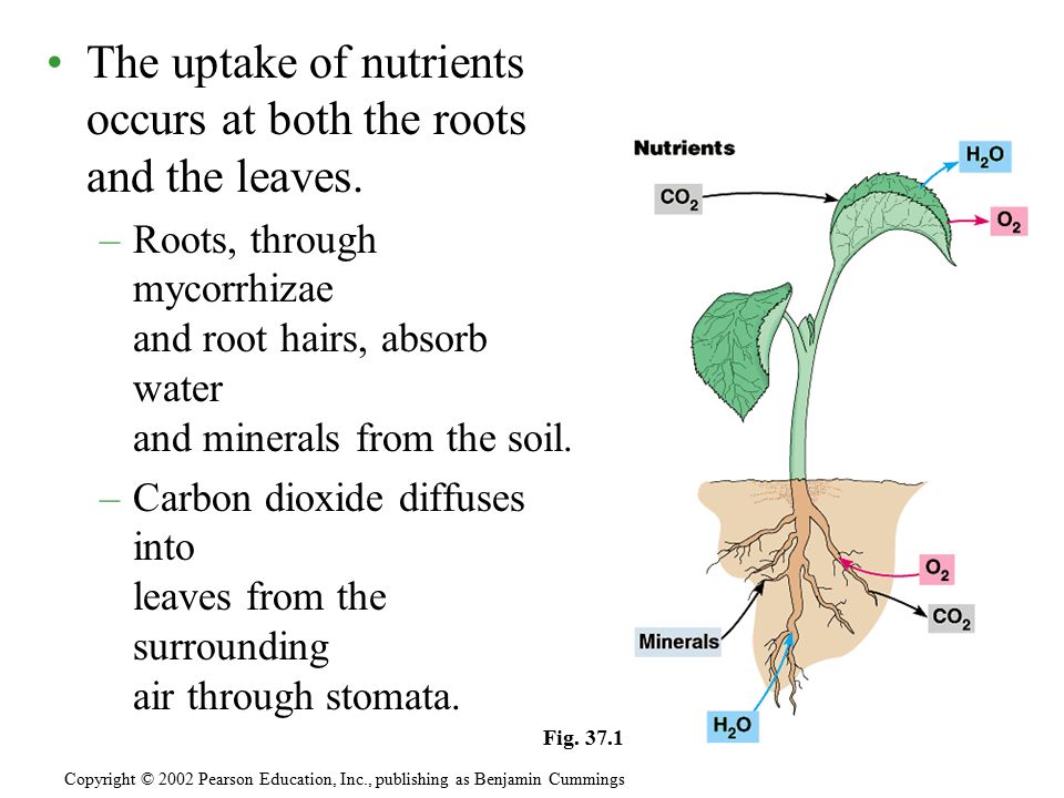 plant nutrients inc Plant nutrients inc essay words: 1385 pages: 6 open document recommendation plant nutrients inc (pni) is operating in an industry requiring constant innovation. plant nutrients inc Plant nutrients inc essay words: 1385 pages: 6 open document recommendation plant nutrients inc (pni) is operating in an industry requiring constant innovation.