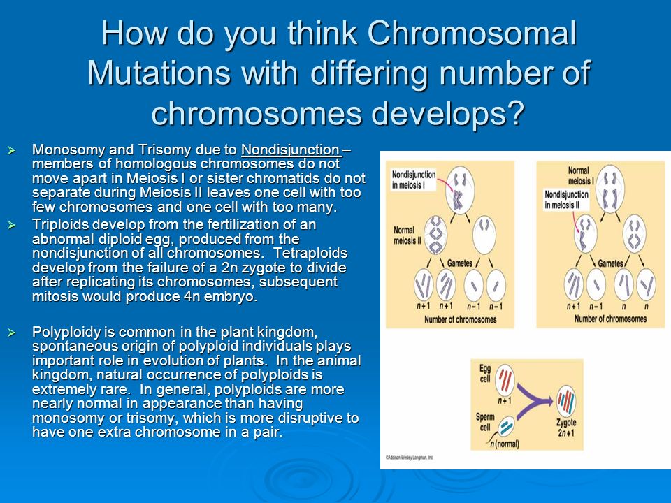 Biology Premed Windsor University School Of Medicine And Health How Do You Think Chromosomal Mutations With Differing Number Of Chromosomes Develops