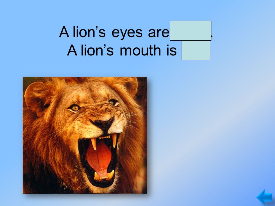 A lion’s eyes are small. A lion’s mouth is big.