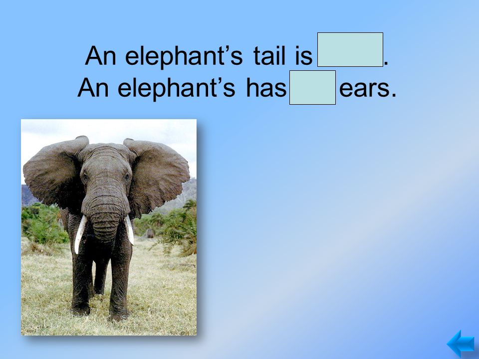 An elephant’s tail is small. An elephant’s has big ears.