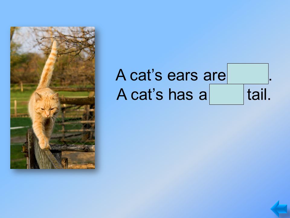A cat’s ears are small. A cat’s has a long tail.