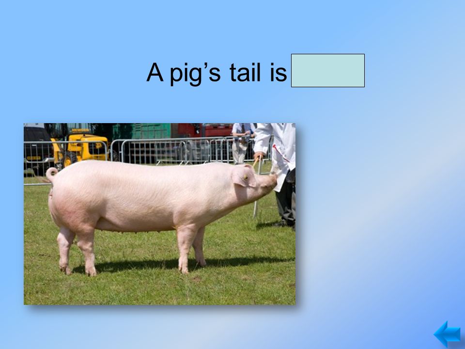 A pig’s tail is small.