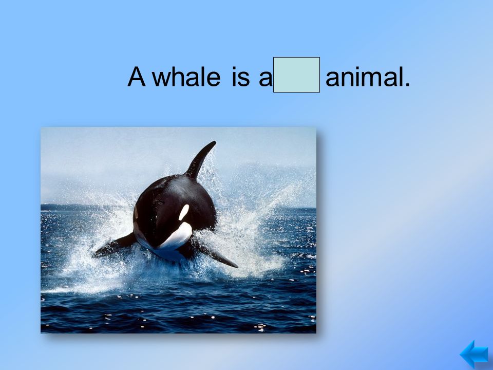 A whale is a big animal.