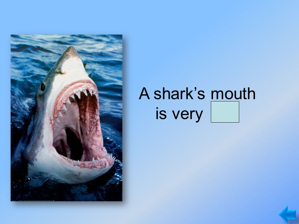 A shark’s mouth is very big.