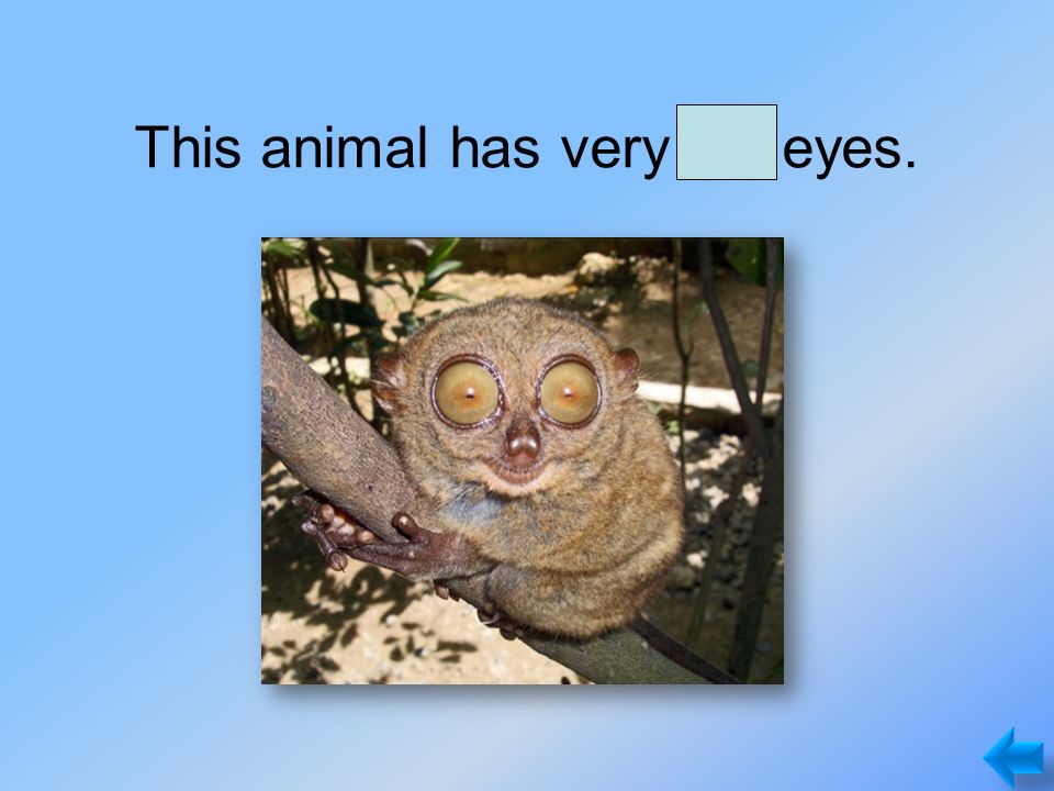 This animal has very big eyes.