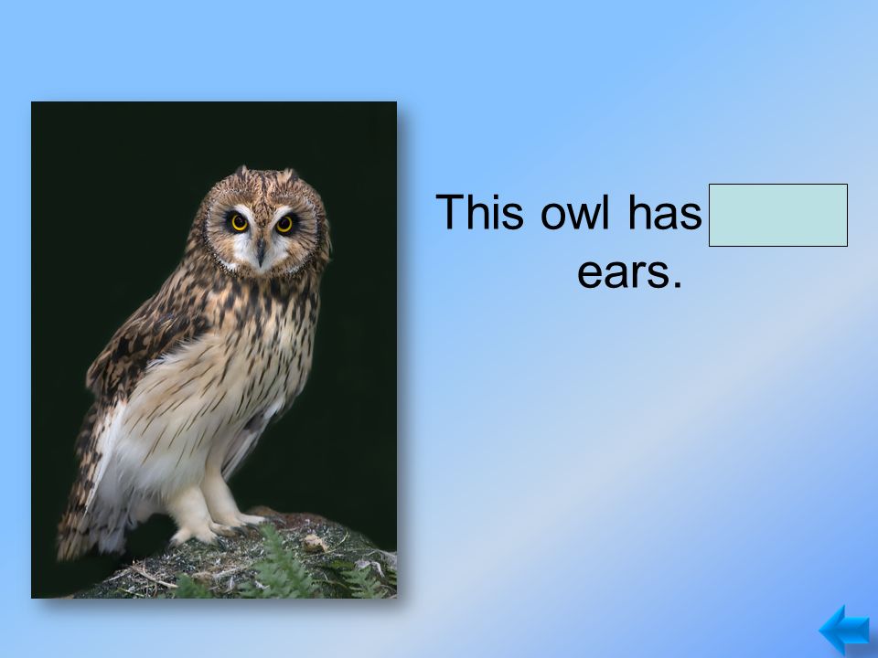 This owl has short ears.