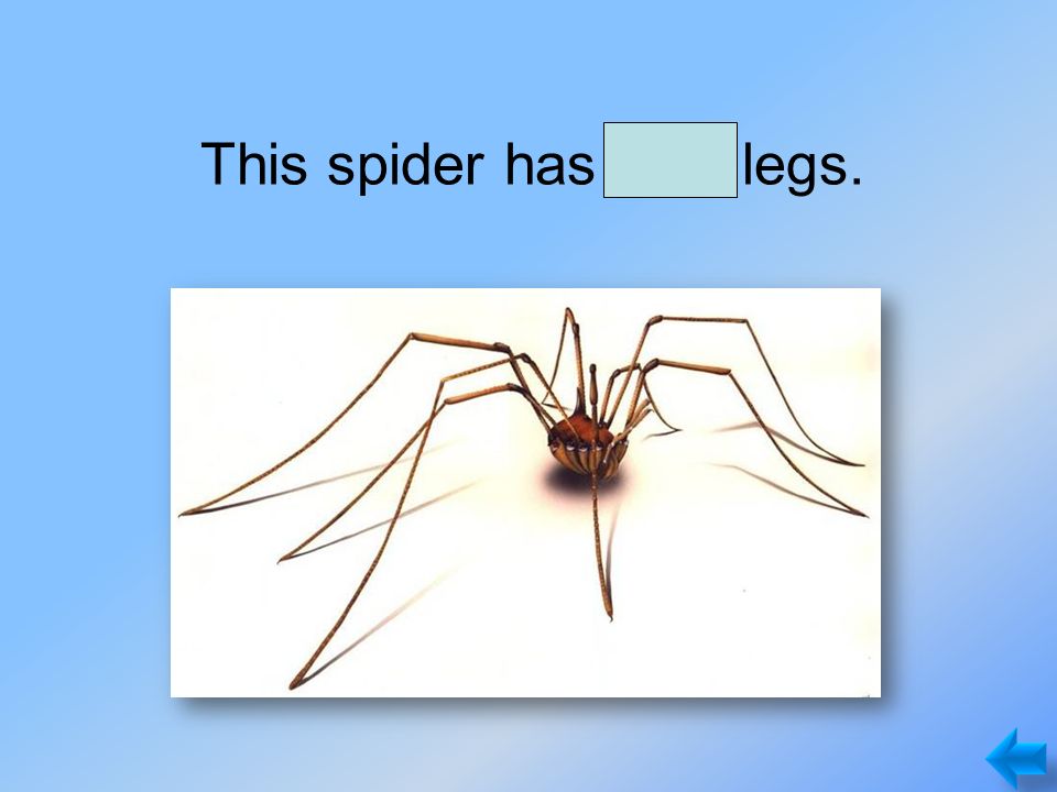 This spider has long legs.
