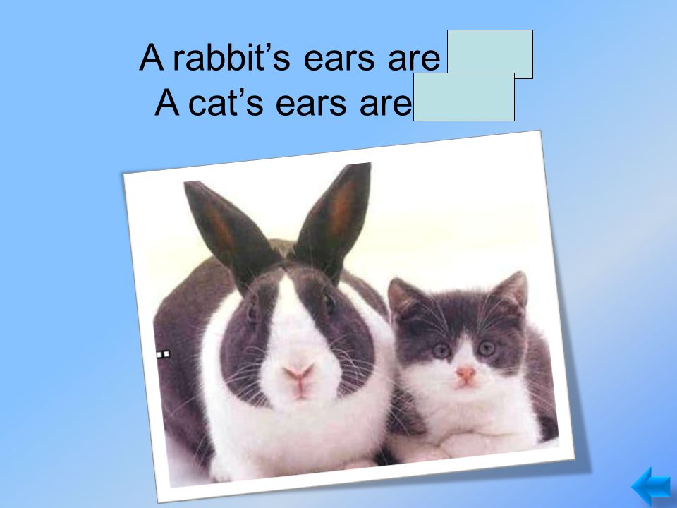 A rabbit’s ears are long. A cat’s ears are short.