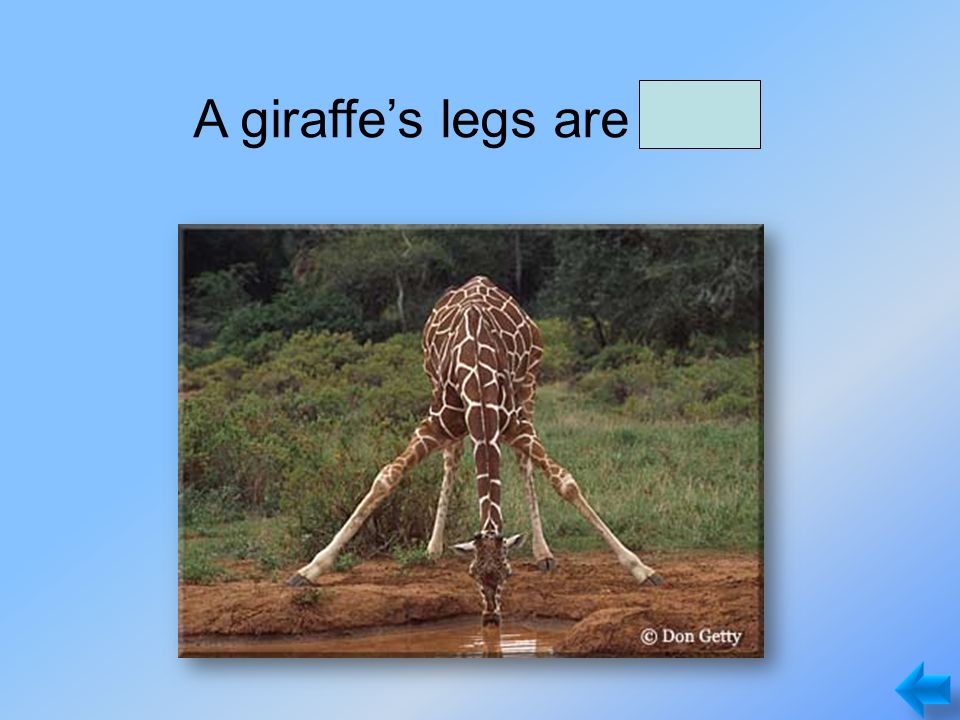 A giraffe’s legs are long.