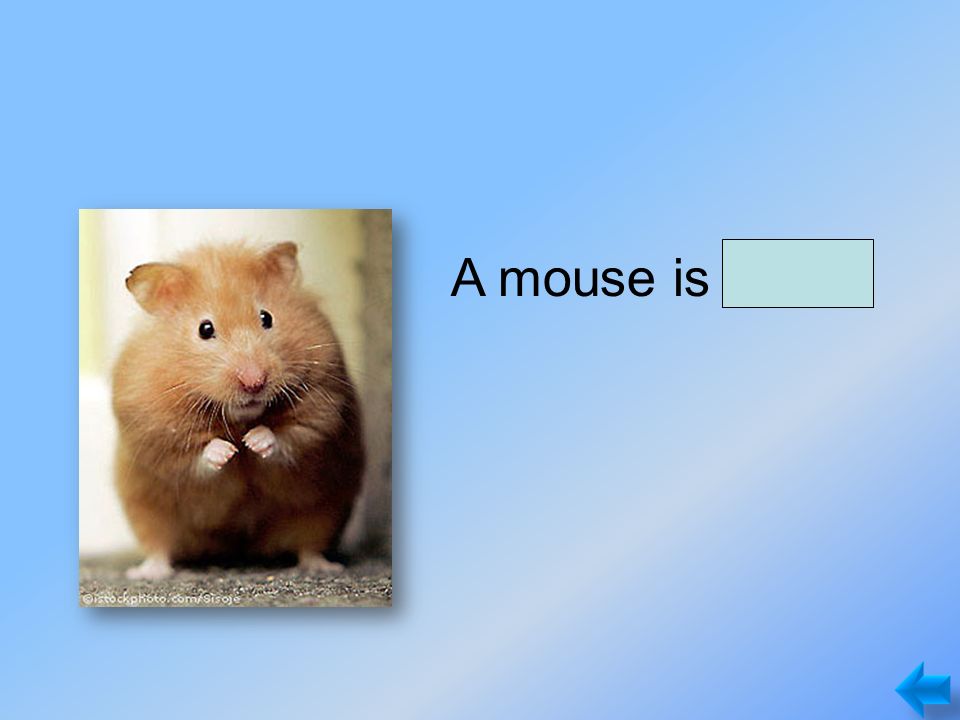 A mouse is small.