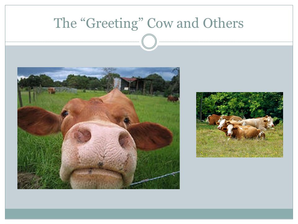 The Greeting Cow and Others