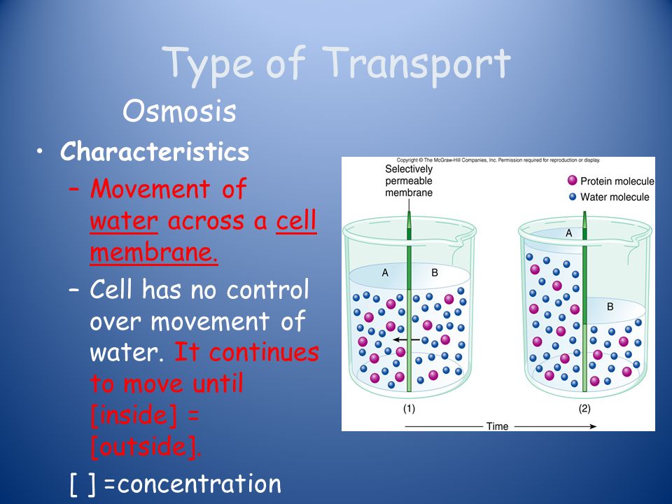 anatomy cell transport mechanism and permeability Mechanisms and permeability what change in cell volume will occur when a cell is placed in a hypertonic solution 13 by what mechanism does the active transport. anatomy cell transport mechanism and permeability Mechanisms and permeability what change in cell volume will occur when a cell is placed in a hypertonic solution 13 by what mechanism does the active transport.