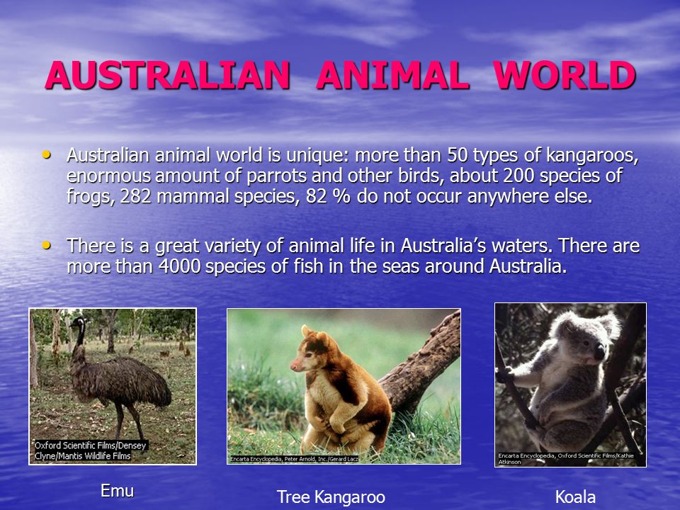AUSTRALIAN ANIMAL WORLD Australian animal world is unique: more than 50 types of kangaroos, enormous amount of parrots and other birds, about 200 species of frogs, 282 mammal species, 82 % do not occur anywhere else.