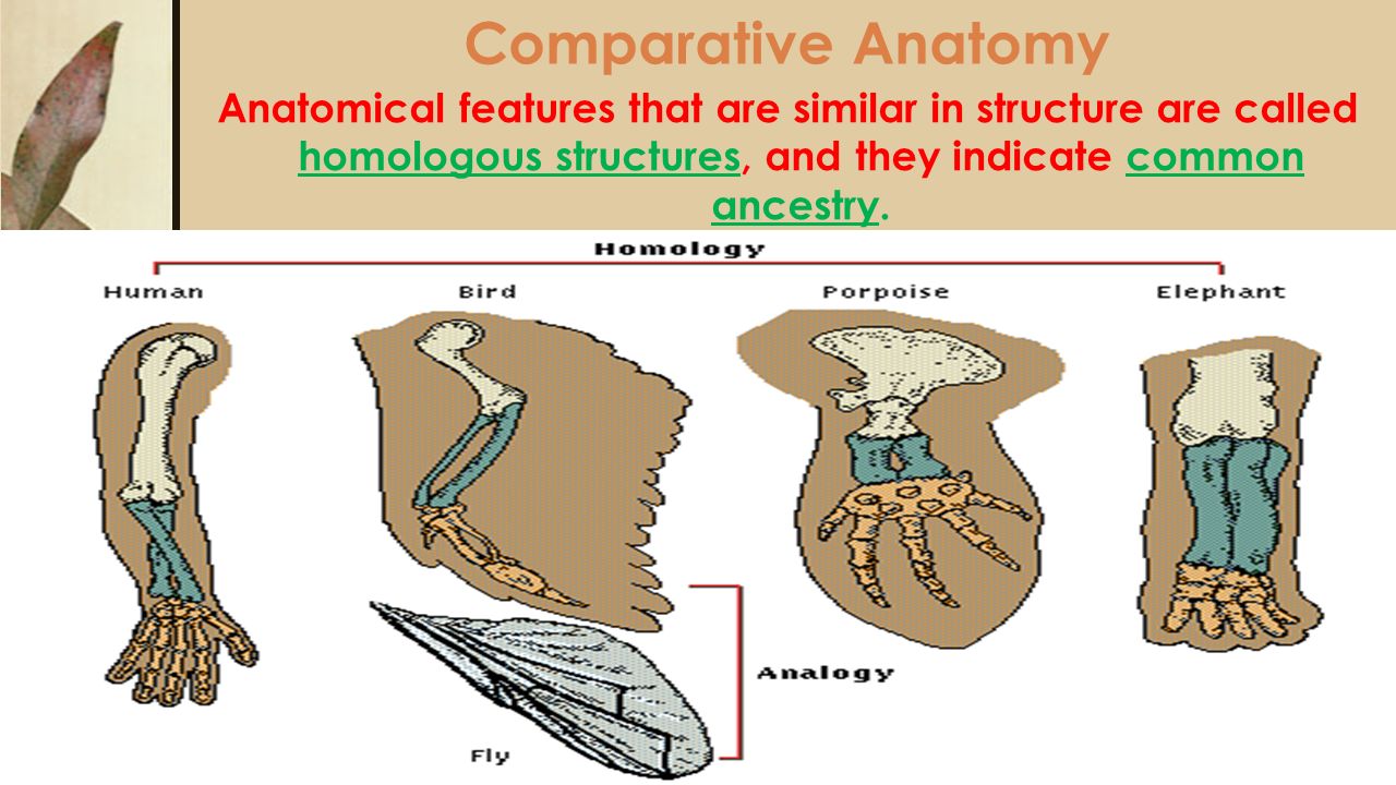 paleological evidence for homoeothermic tendencies in Showing all the genetic, paleological, and human evolution in africa this fear of the unknown has led to humankind’s most despicable behavior. paleological evidence for homoeothermic tendencies in Showing all the genetic, paleological, and human evolution in africa this fear of the unknown has led to humankind’s most despicable behavior.