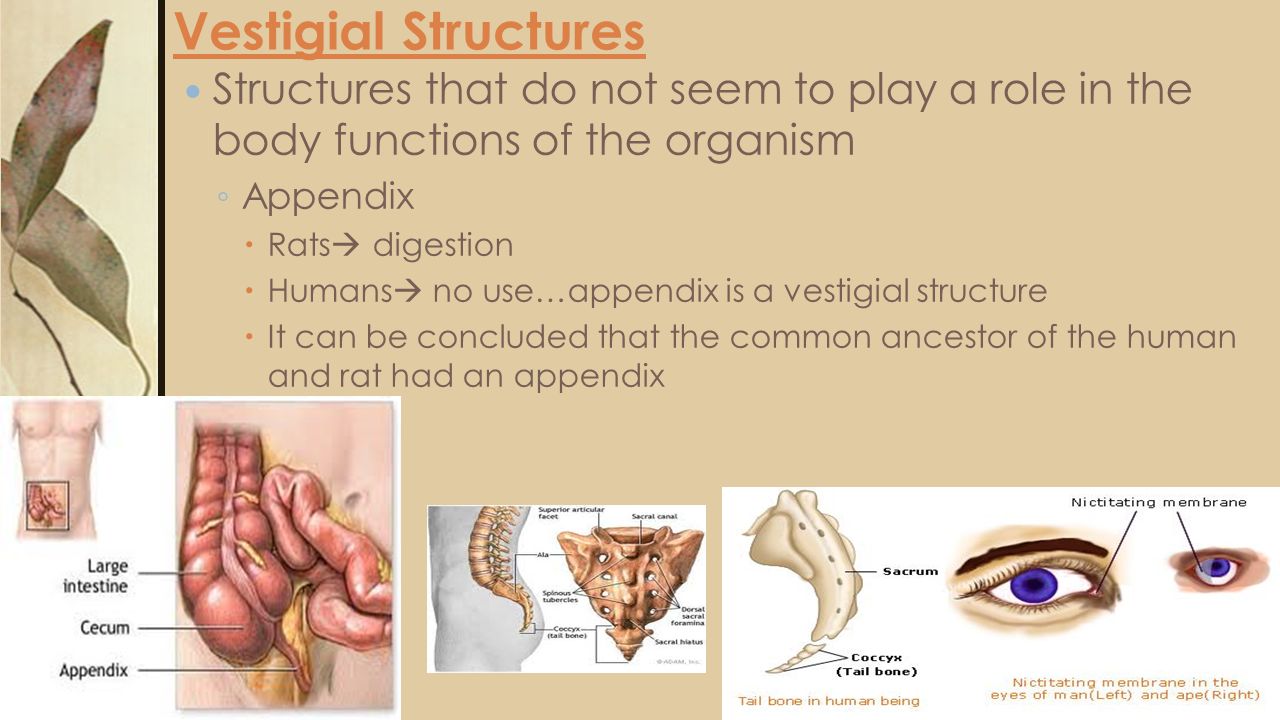 vestigial structures vestigial structures