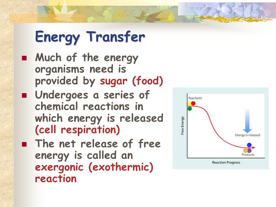 Energy Transfer Much of the energy organisms need is provided by sugar (food) Undergoes a series of chemical reactions in which energy is released (cell respiration) The net release of free energy is called an exergonic (exothermic) reaction