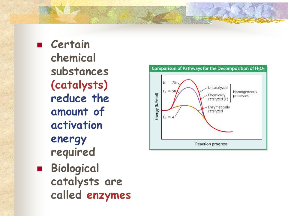 Certain chemical substances (catalysts) reduce the amount of activation energy required Biological catalysts are called enzymes