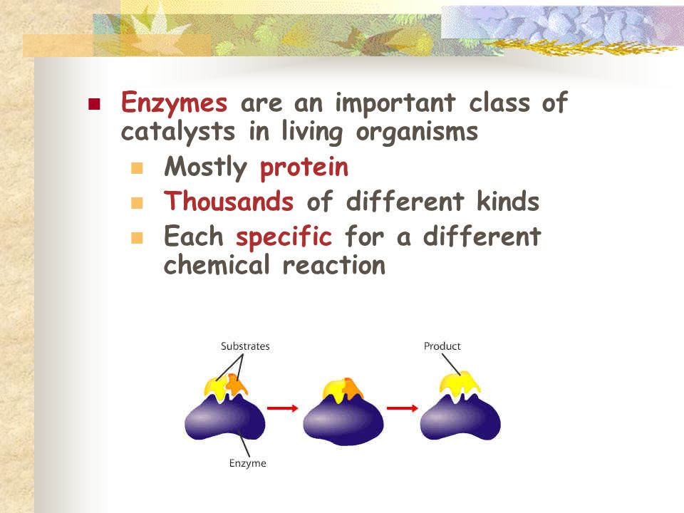 Enzymes are an important class of catalysts in living organisms Mostly protein Thousands of different kinds Each specific for a different chemical reaction