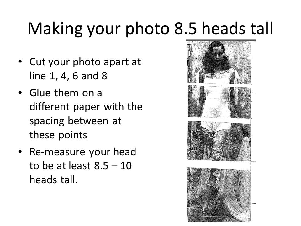 Making your photo 8.5 heads tall Cut your photo apart at line 1, 4, 6 and 8 Glue them on a different paper with the spacing between at these points Re-measure your head to be at least 8.5 – 10 heads tall.