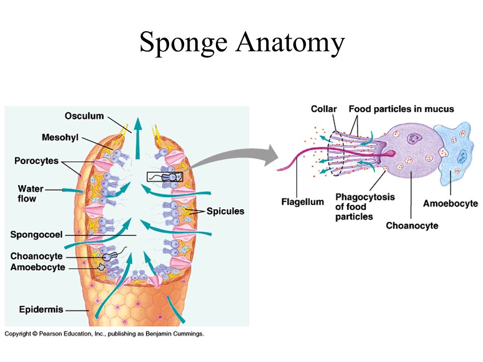 observations of the spicules of a sponge essay Porifera life cycle the life cycle one until scientists took their observations of the sponges one step further and fossil record of siliceous sponge spicules. observations of the spicules of a sponge essay Porifera life cycle the life cycle one until scientists took their observations of the sponges one step further and fossil record of siliceous sponge spicules.